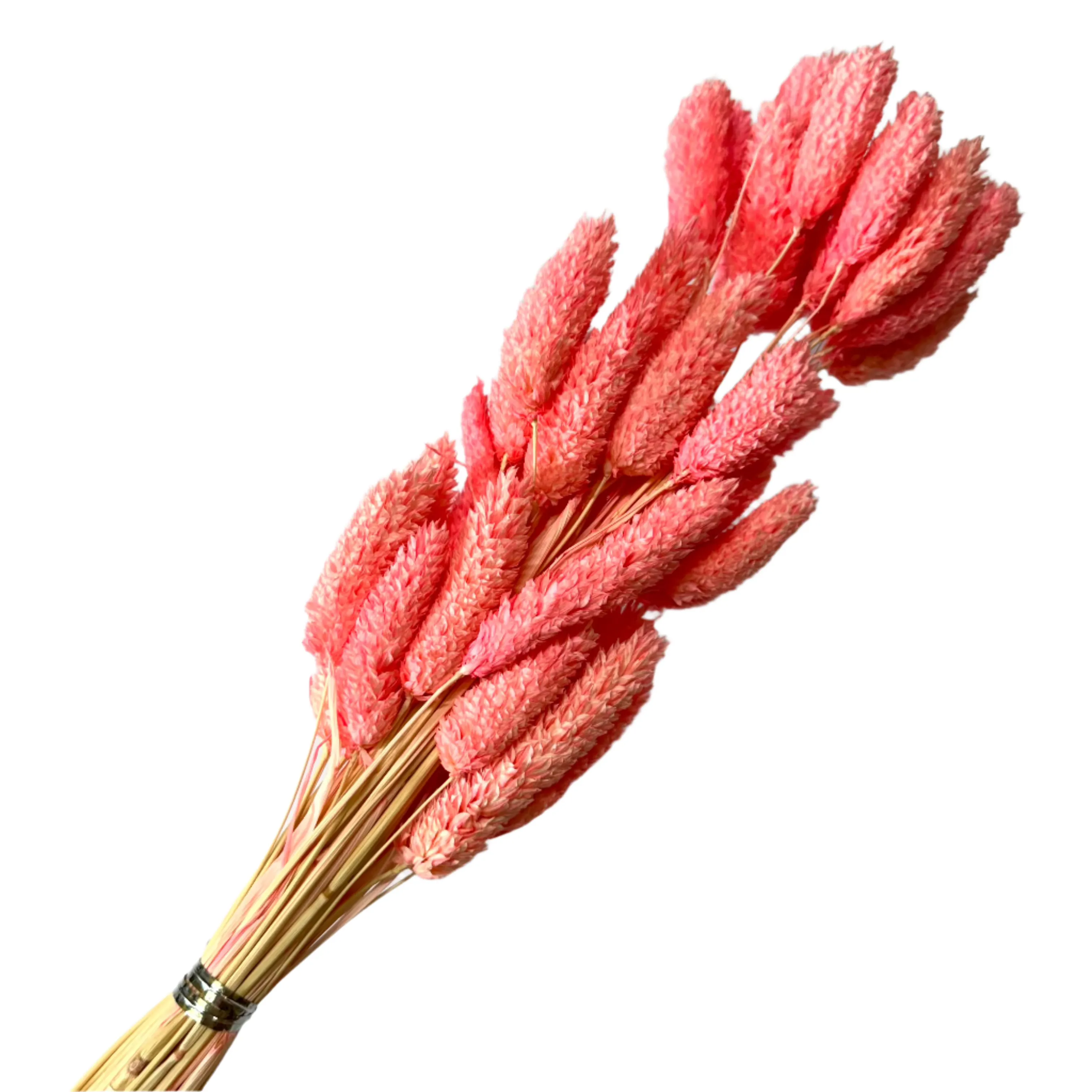 Natural Dried Phalaris Grass Flower Stem Bunch - Vibrant Pink